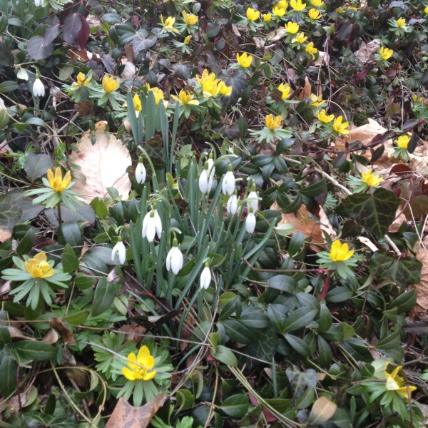 Snow Drops (Galanthus nivalis)