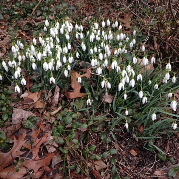 Snow Drops (Galanthus nivalis)