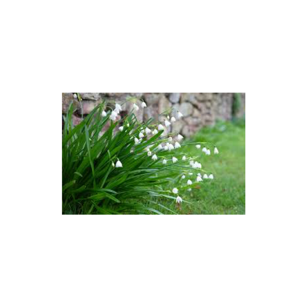 Leucojum aestivum_001_v1
