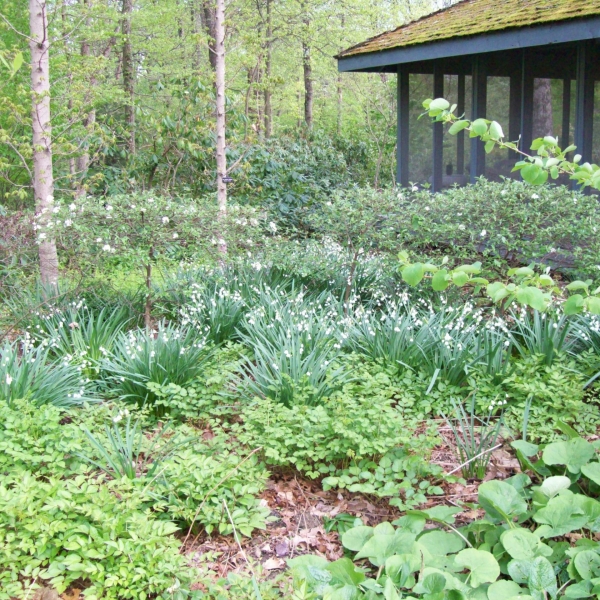 Summer Snowflake (Leucojum aestivum)