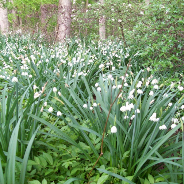 Summer Snowflake (Leucojum aestivum)