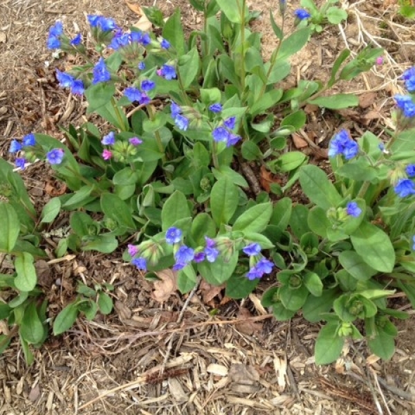 Virginia Bluebells (Mertensia virginica)