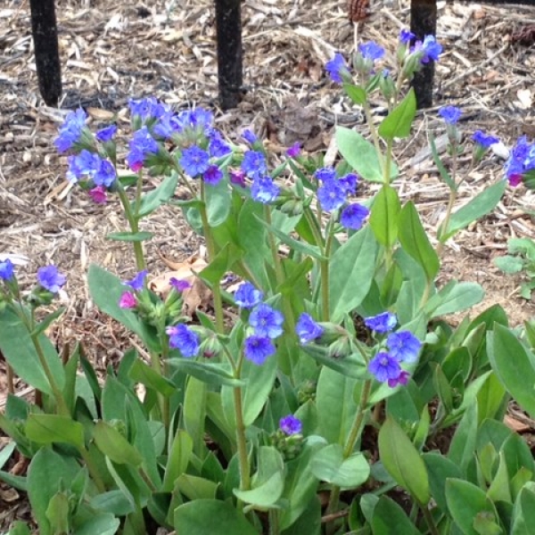Virginia Bluebells (Mertensia virginica)
