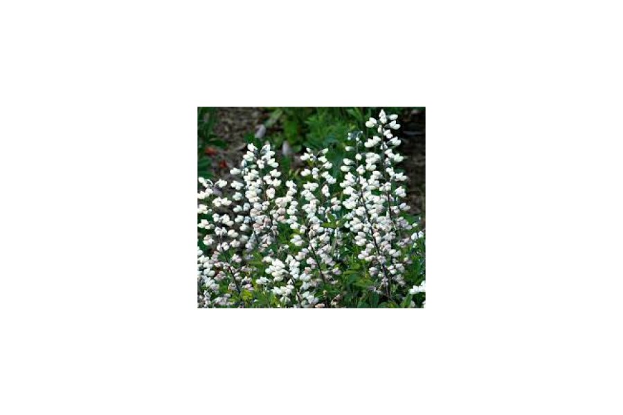 Baptisia Alba