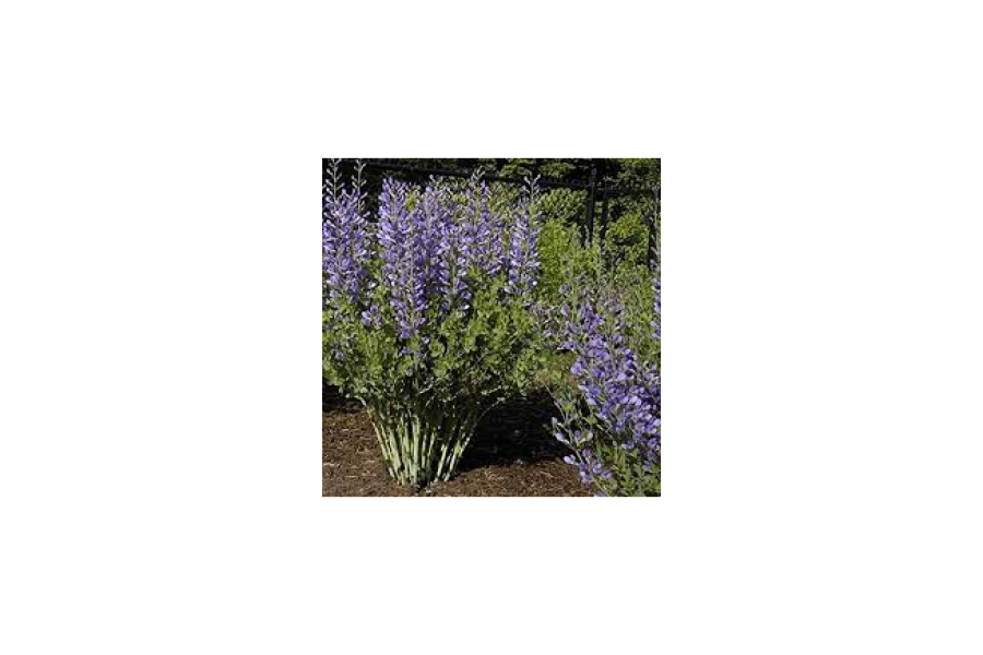 Baptisia Australis