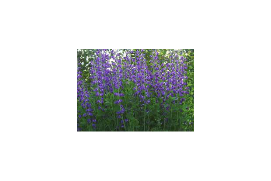 Baptisia Australis