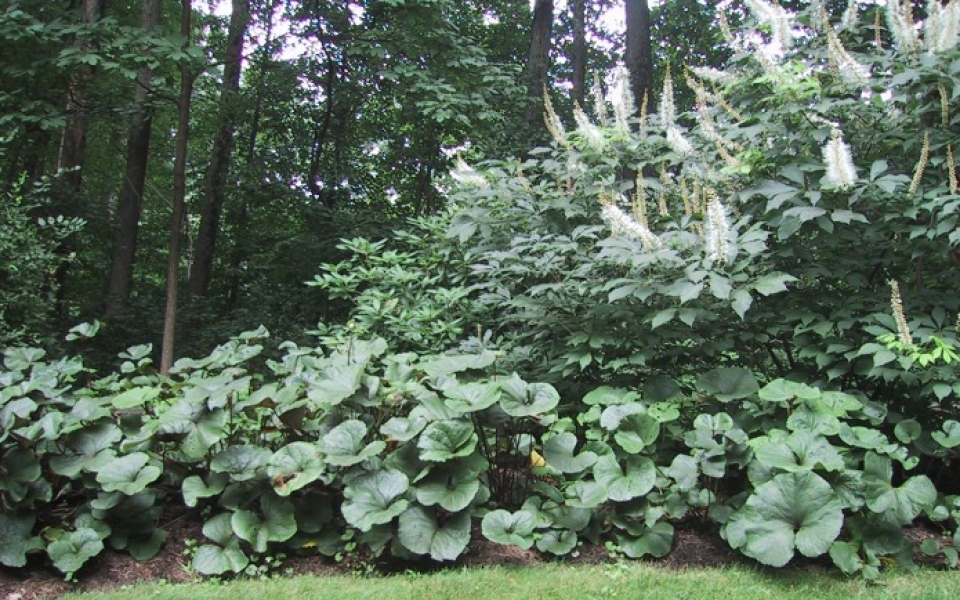 Ligularia dentata ‘Desdemona’ or ‘Othello’