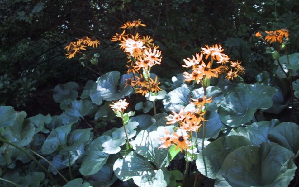 Ligularia dentata ‘Desdemona’ or ‘Othello’