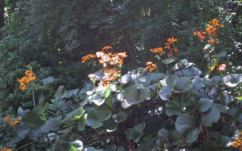 Ligularia dentata ‘Desdemona’ or ‘Othello’