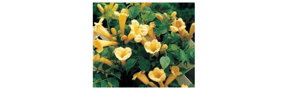 Campsis radicans 'Flava'