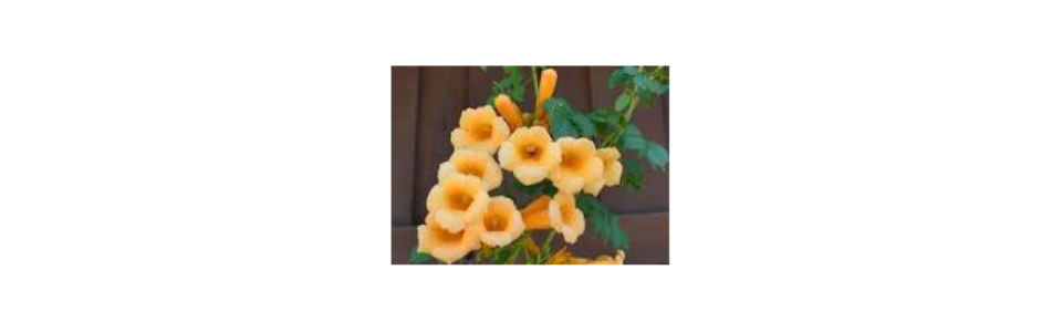 Campsis radicans 'Flava'