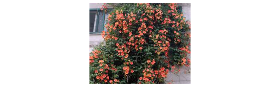 Campsis grandiflora
