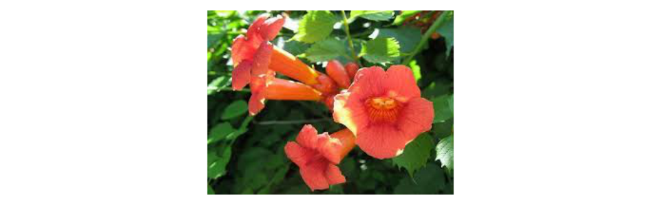 Campsis radicans