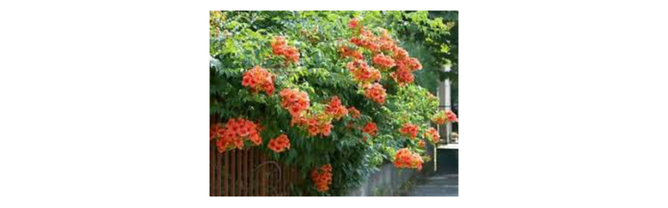Campsis radicans