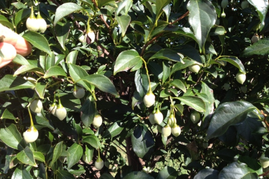 Styrax jap_0206