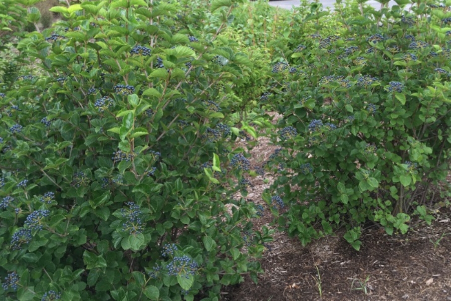 Viburnum dentatum 'Blue Muffin'
