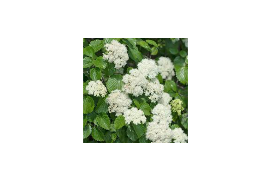 Viburnum dentatum - flower in spring