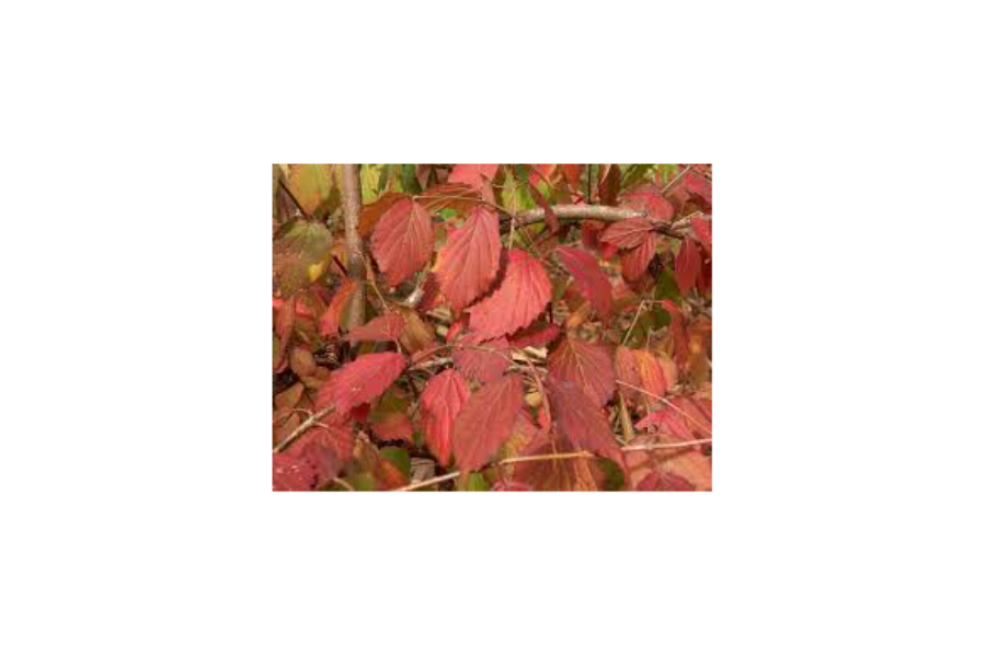 Viburnum dentatum - fall foliage