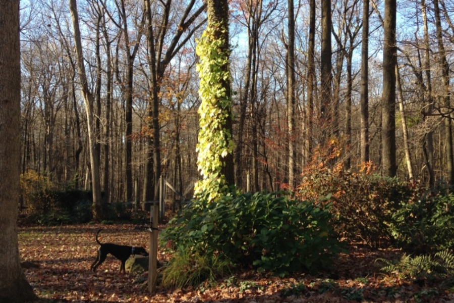 Schizophragma hydrangeoides