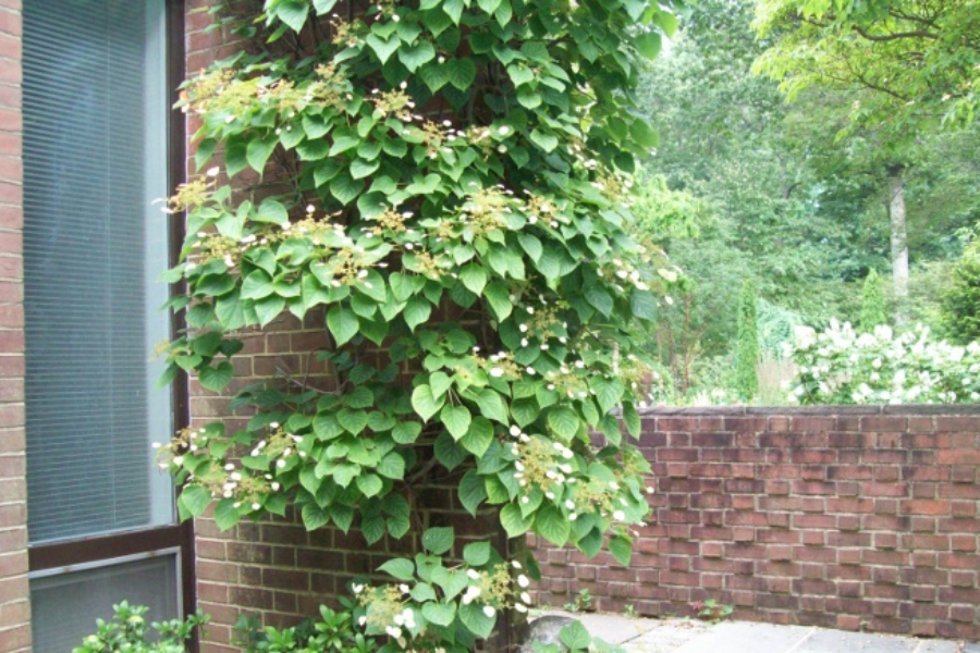 Schizophragma hydrangeoides