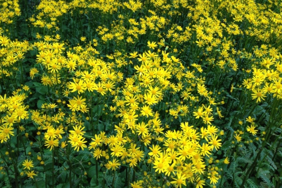 Senecio aureus