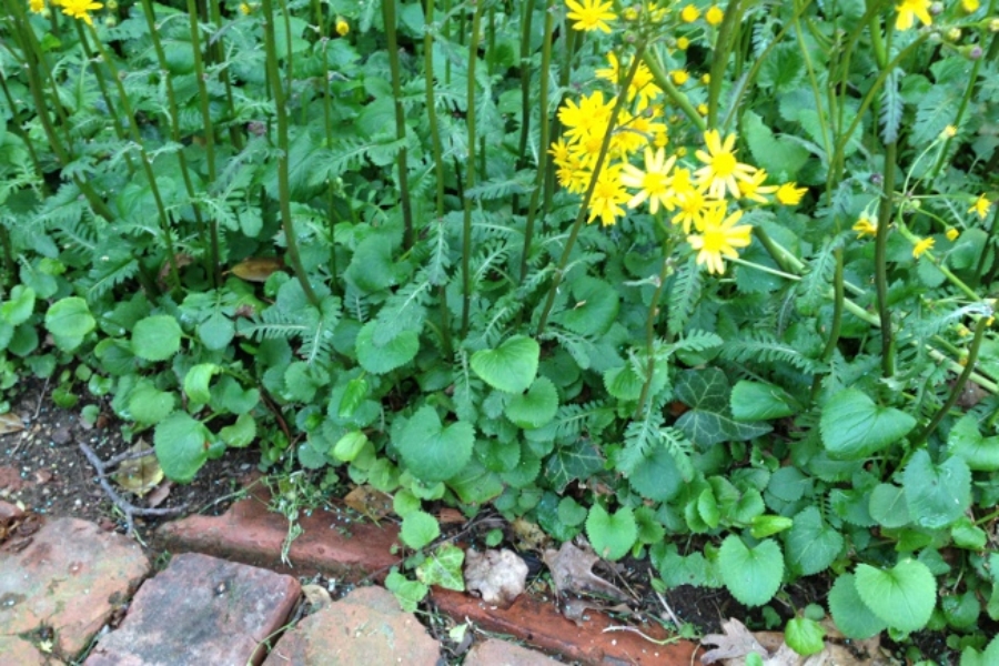 Senecio aureus