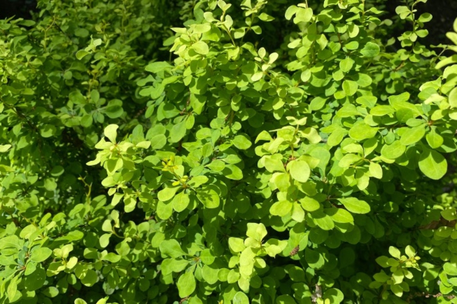 Berberis thunbergia ‘Aurea’