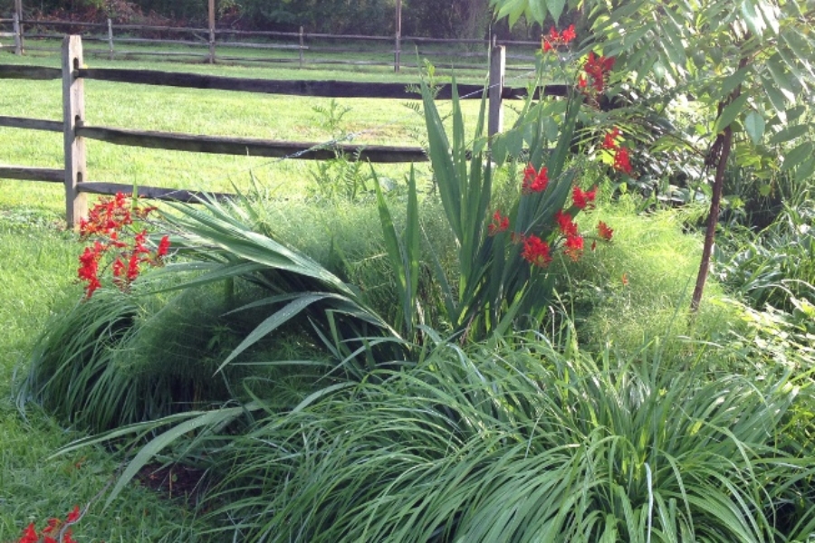 Crocosmia ‘Lucifer’