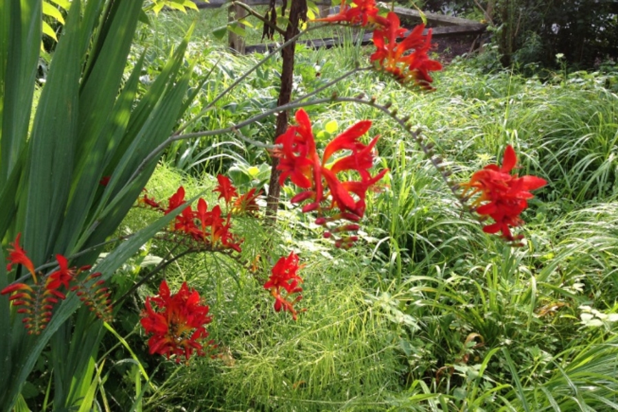 Crocosmia ‘Lucifer’_2469
