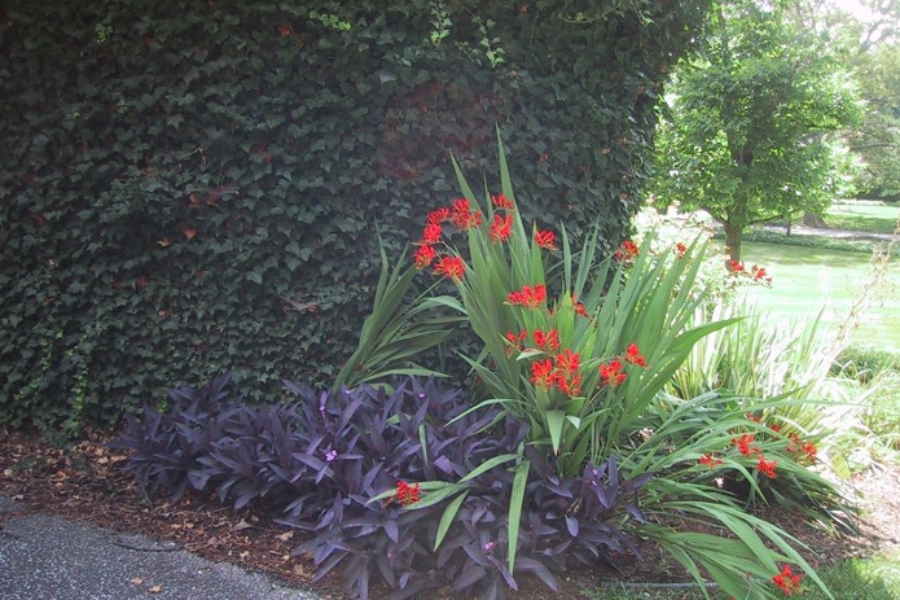 Crocosmia ‘Lucifer’_3837