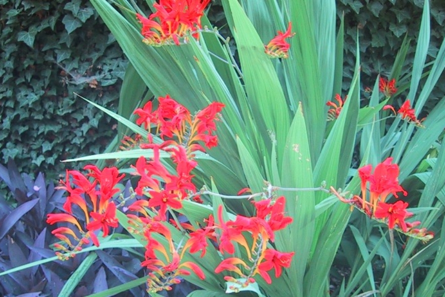 Crocosmia ‘Lucifer’_3838