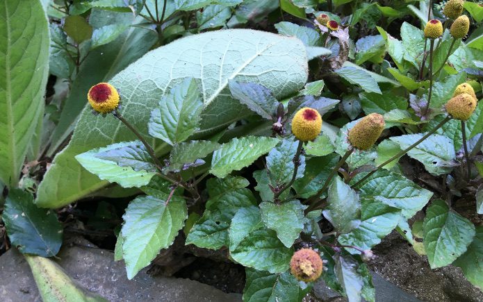 Acmella oleracea