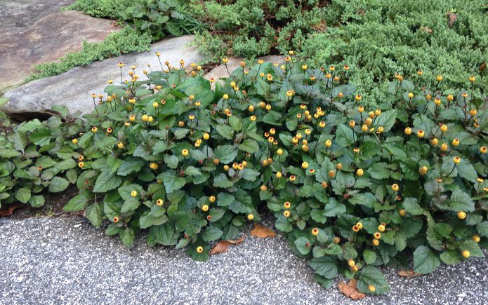 Acmella oleracea_Eyeball Plant