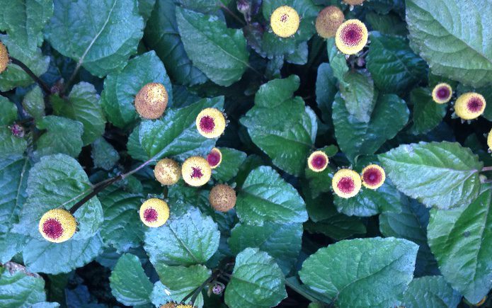 Acmella oleracea_Eyeball Plant