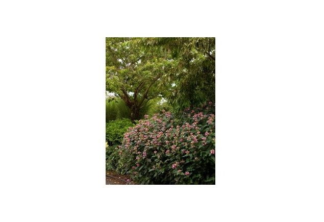 Chelone Hot Lips_001a-web