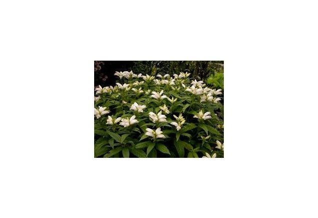 Chelone glabra_001_flower-web