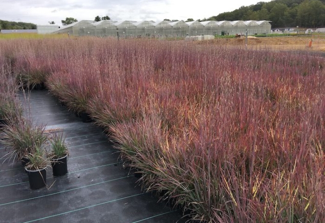 Schiz. sc. ‘Standing Ovation’ – fall foliage