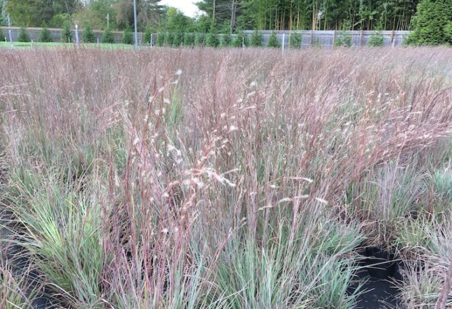 Schiz. sc. ‘The Blues’ – fall foliage & inflorescence