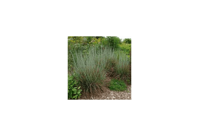 Schizachyrium scoparium / Little Bluestem