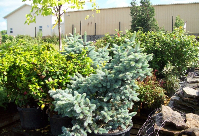 Picea pung-Glauca Prostrata_1102