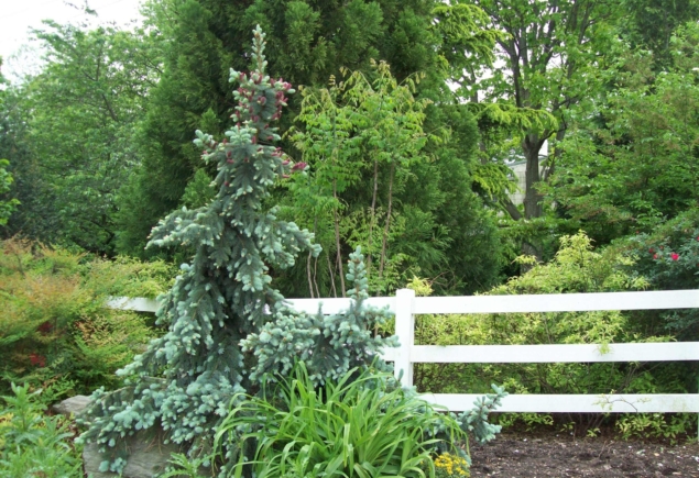 Picea pung-Glauca Prostrata_3458