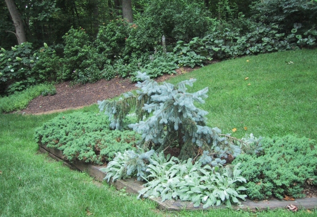 Picea pung-Glauca Prostrata_3844
