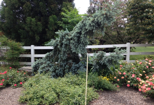 Picea pung-Glauca Prostrata_4032