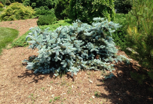 Picea pung-Glauca Prostrata_4083