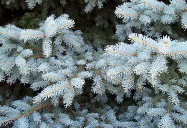 Picea pung-Glauca_1300