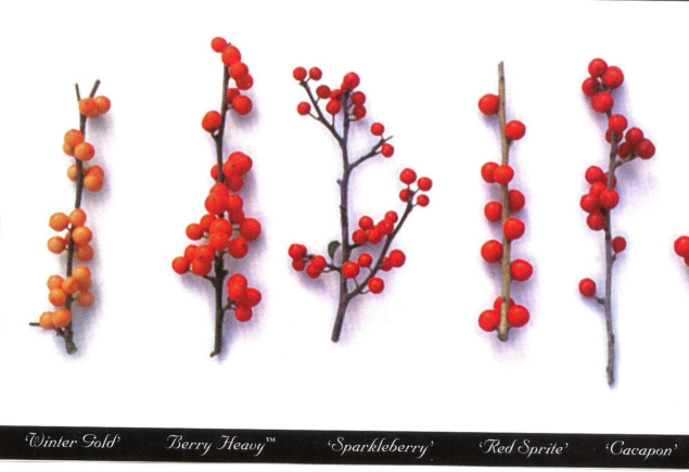 Ilex vert_003_berry comps