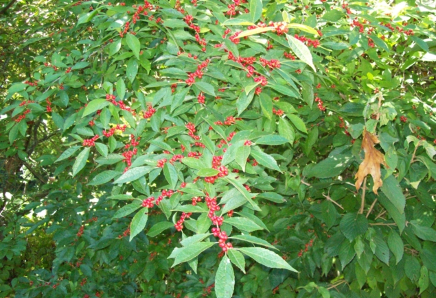 Ilex vert_4849_berries late summer