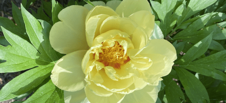 Paeonia-Itoh-Bartzella