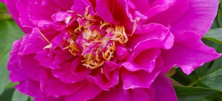 Paeonia Itoh Belle Toulousaine_001