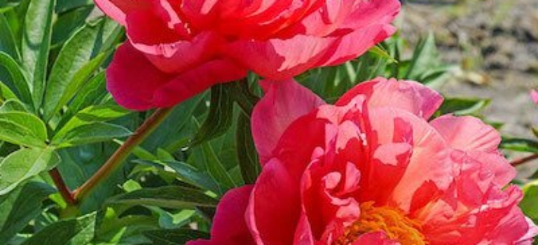 Paeonia Itoh New Millenium